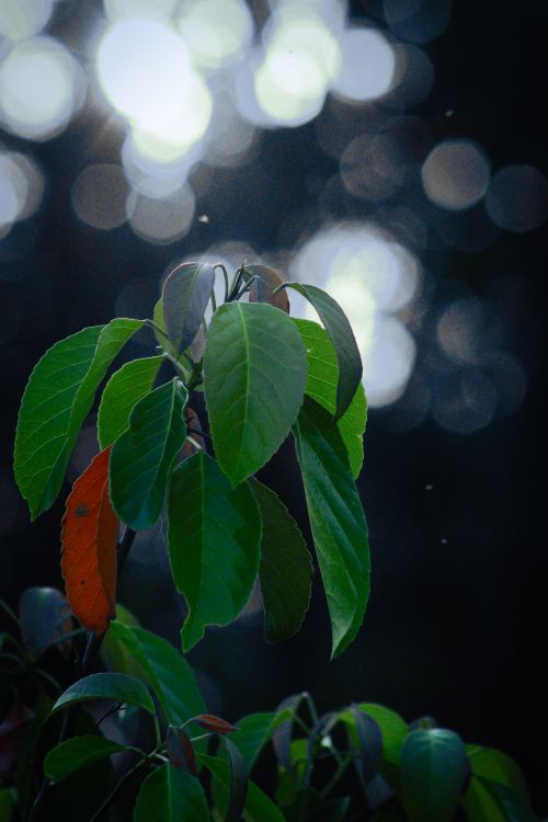 Free Close-up of green leaves with natural bokeh effect under sunlight, showcasing nature's beauty and tranquility. Stock Photo