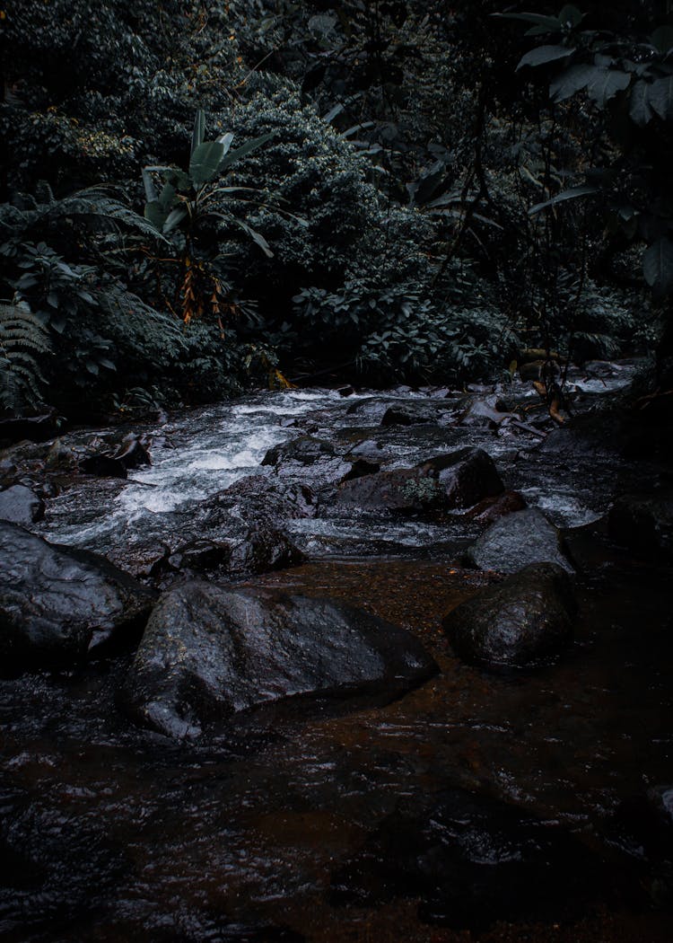 A River In The Forest 