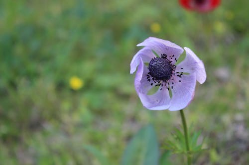 Kostnadsfri bild av blomfotografi, blomma, flora