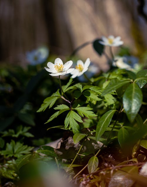 Kostenloses Stock Foto zu blühen, blühende pflanze, blumenphotographie