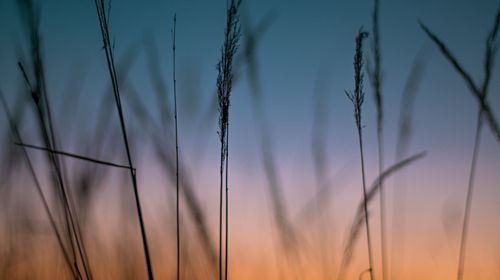 Free Silhouetted grass stems at sunset, capturing nature's calm in Ukraine. Stock Photo