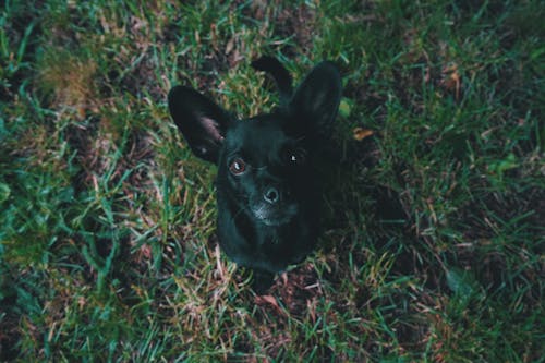 黑色的小狗，绿色的鸟瞰图摄影