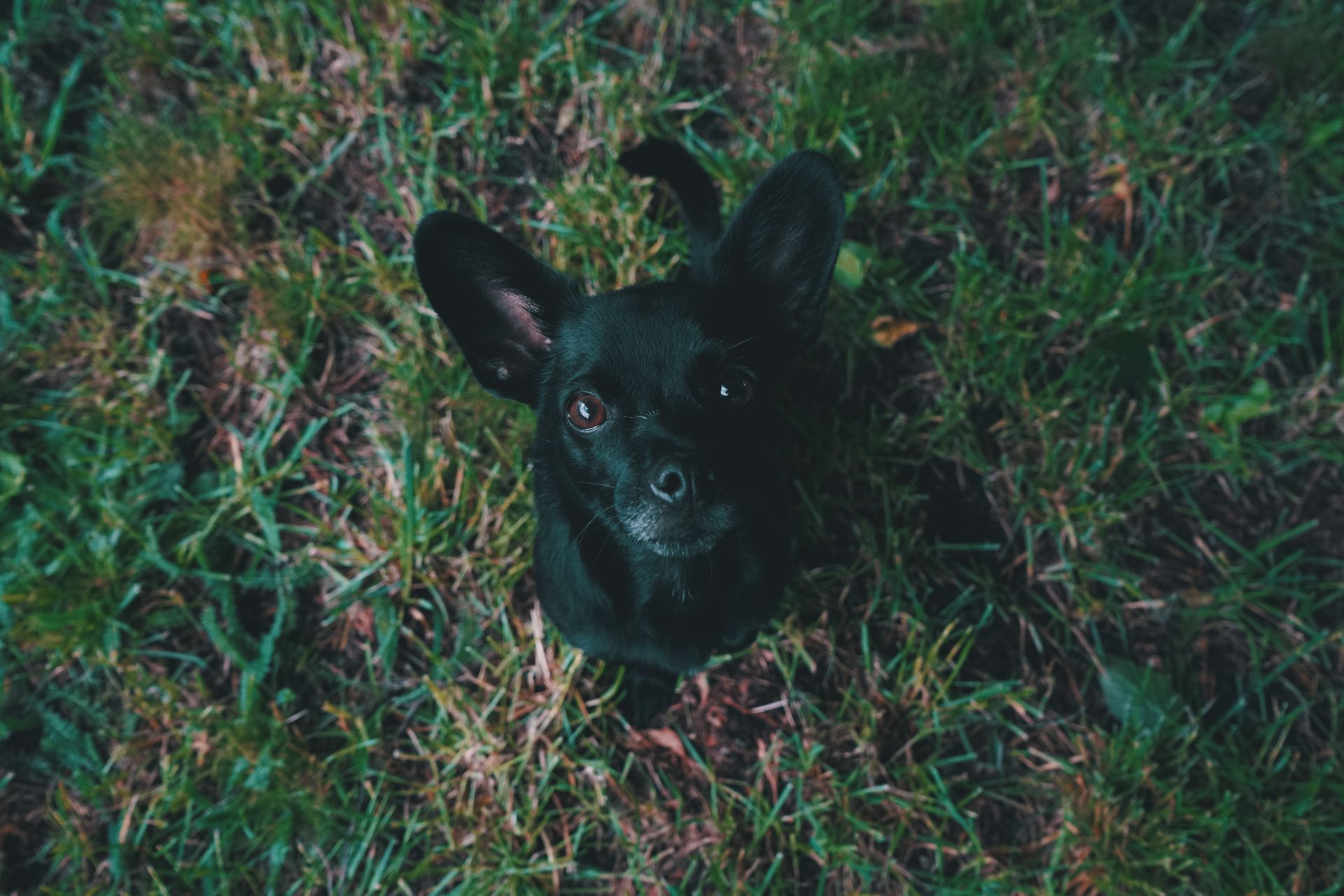 Aerial View Photography of Black Puppy on Green