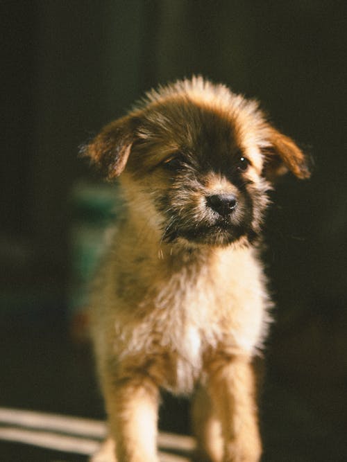 Close-Up Shot of a Puppy 