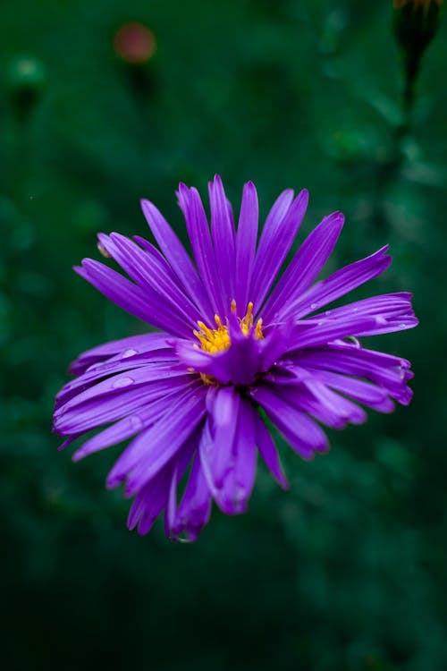 A Purple Flower with Raindrops in Bloom