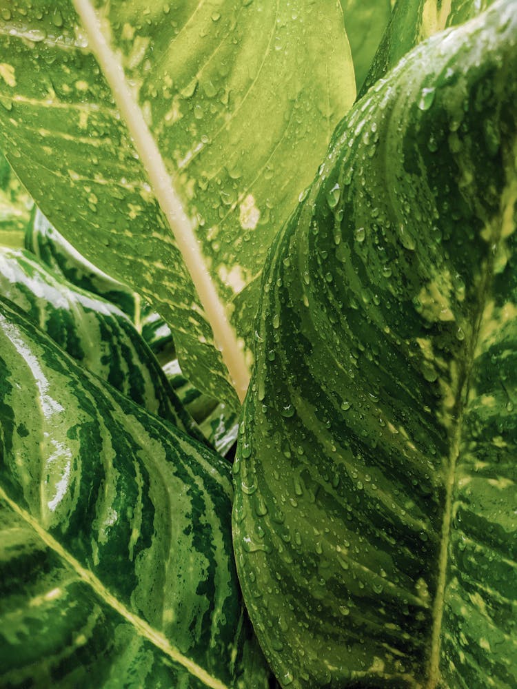 Close-Up Shot Of Aglaonema Kay Lime Leaves