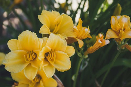 Close-up Photography of Yellow Petaled Flowers