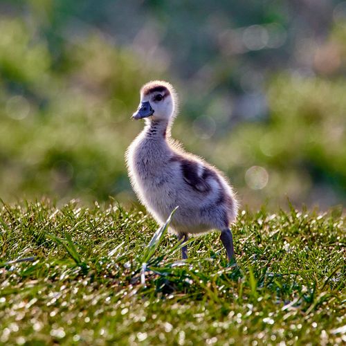 Free Adorable gosling standing on sunlit grass in Alzey, Germany. Perfect for avian photography lovers. Stock Photo
