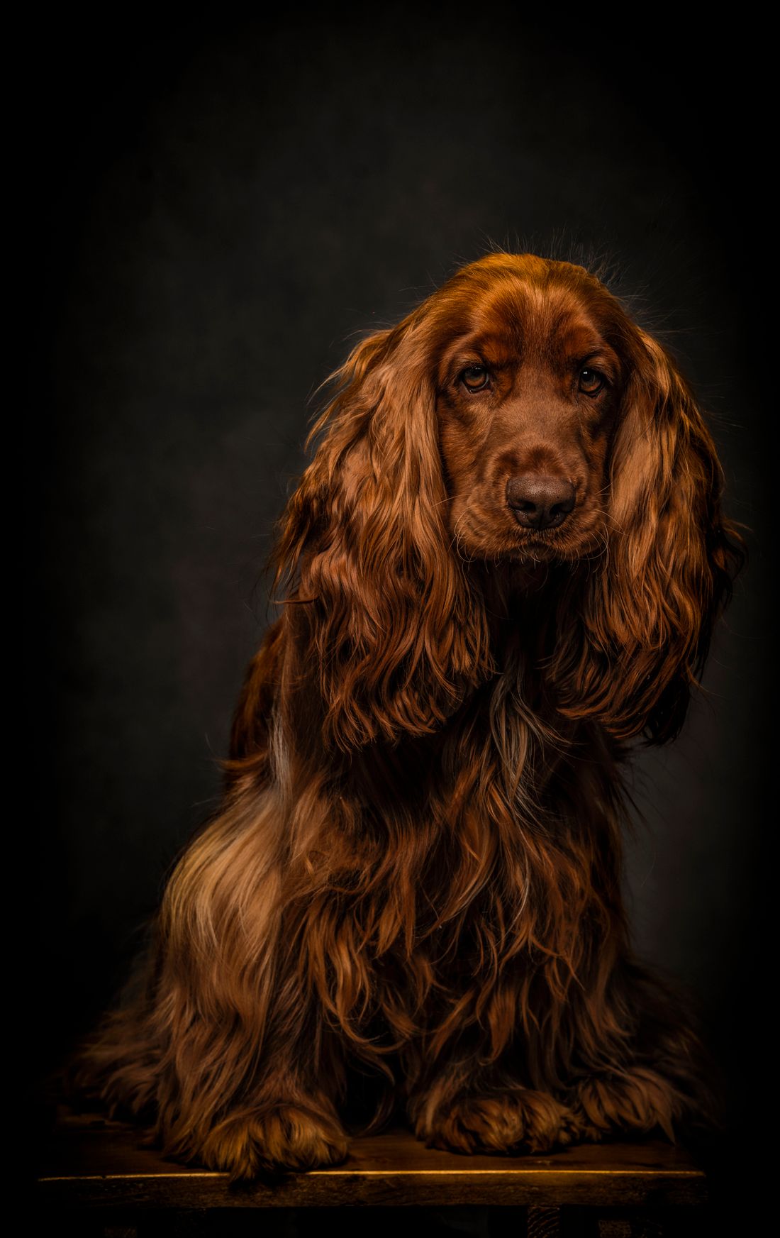 Brown English Cocker Spaniel in side profile showing ear feathering and a natural sporting coat