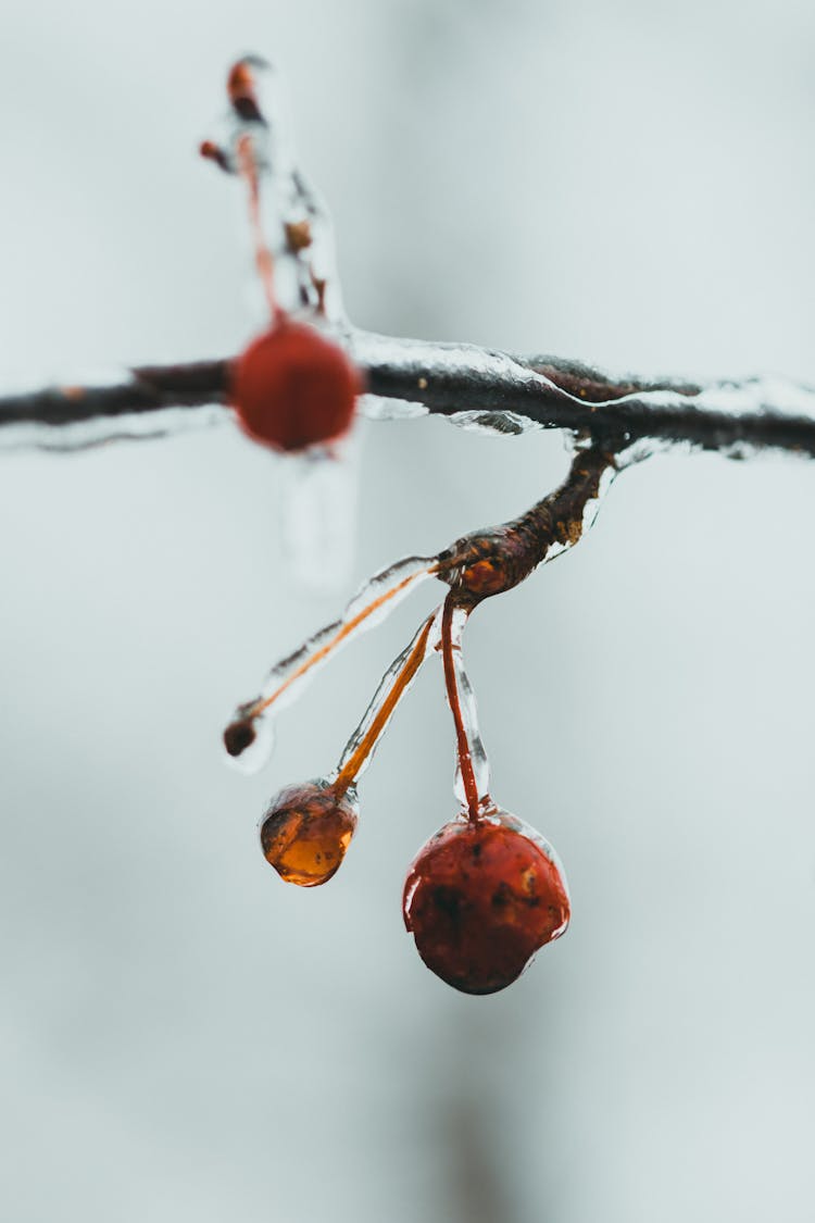 Red Crab Apple Fruits And Branch Frozen In Ice