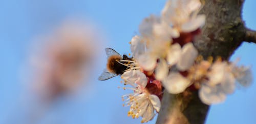 Fotobanka s bezplatnými fotkami na tému včela