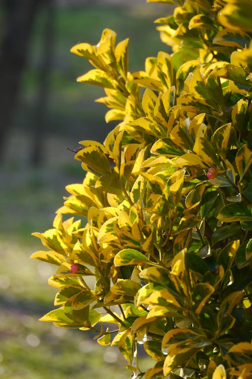 A Green and Yellow Leafy Plant with Pink Flower Buds