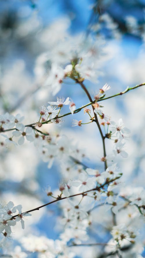 White Cherry Blossom in Close Up Photography