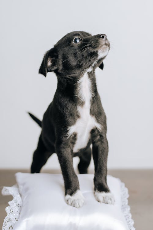 Free A Black and White Short Coated Puppy Stepping on a Throw Pillow Stock Photo