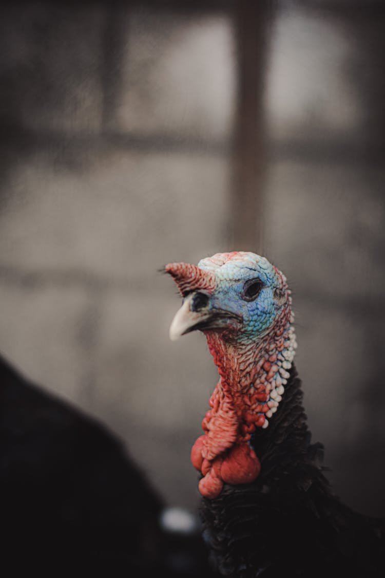 A Turkey With A Snood And Wattle 