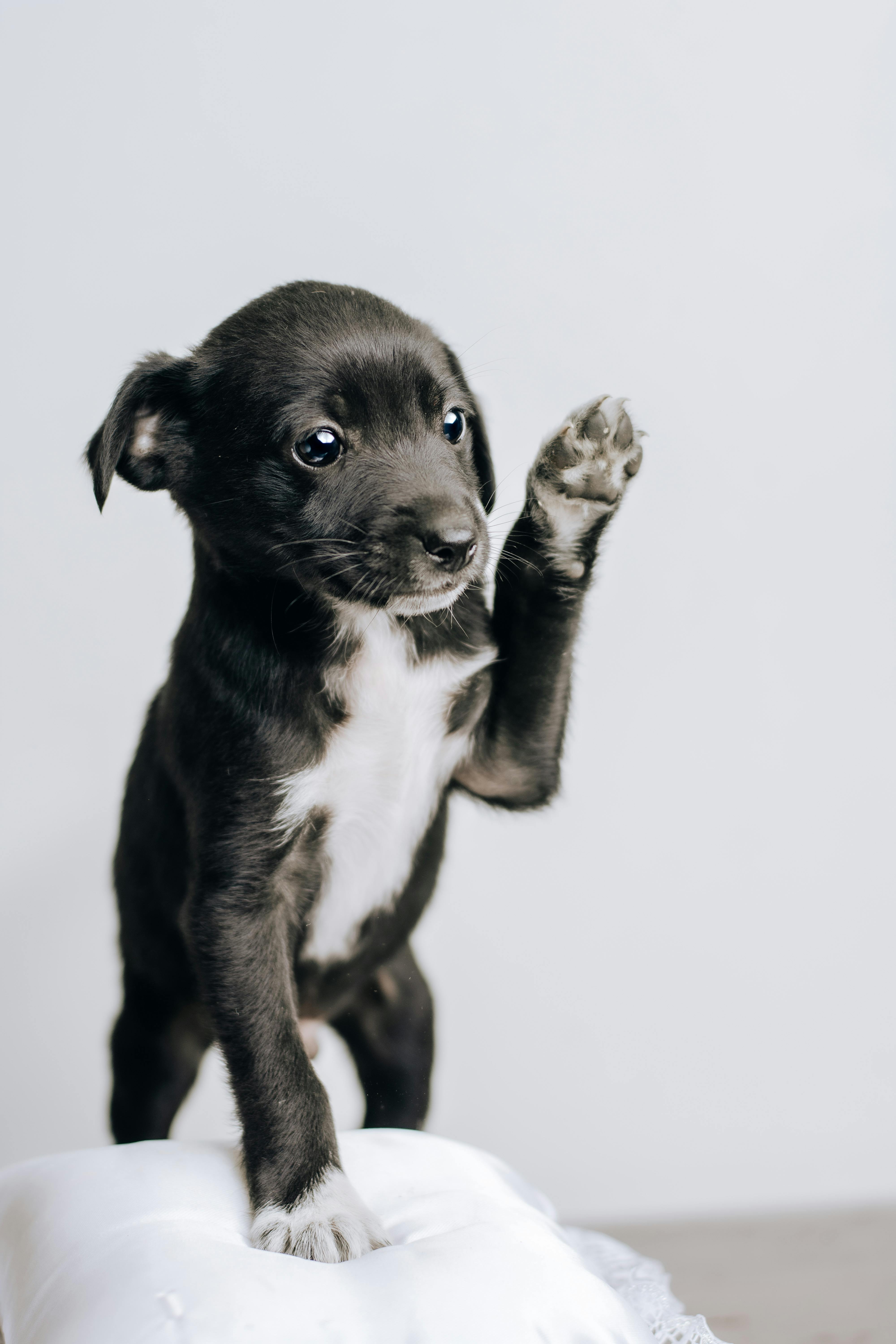puppy with raised paw