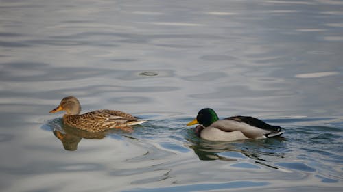 Immagine gratuita di acqua, anatre, animali