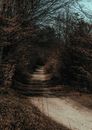 Brown Dirt Road Between Trees