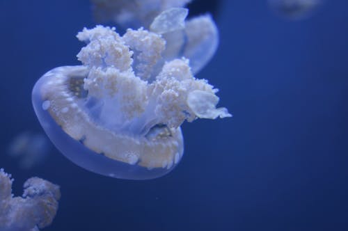 Close-up Photo of a White Jellyfish 