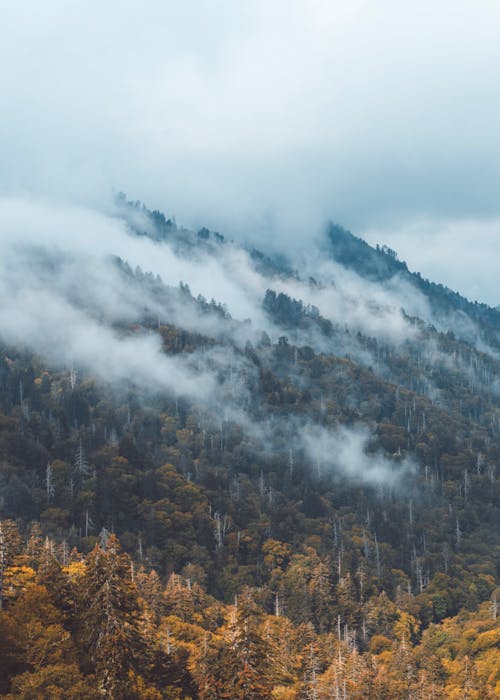 산, 수직 쐈어, 숲의 무료 스톡 사진