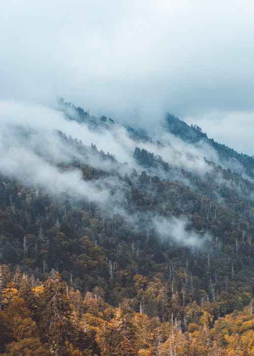 Trees on a Mountain