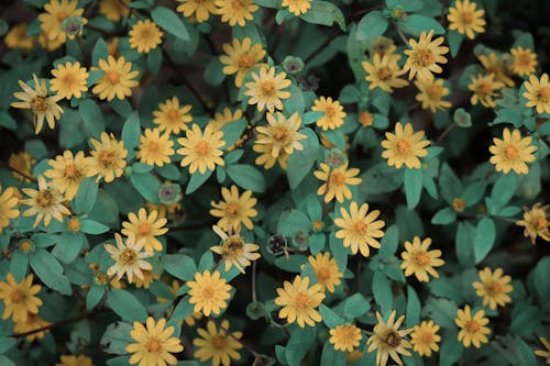 büyüme, çiçeklenmek, melampodium şov yıldızı içeren Ücretsiz stok fotoğraf