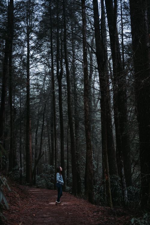 Free A solitary woman gazes up in a tranquil, misty forest with tall trees. Stock Photo