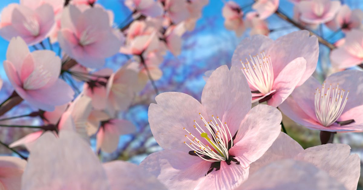 Free stock photo of blossom, cherry blossom, flower