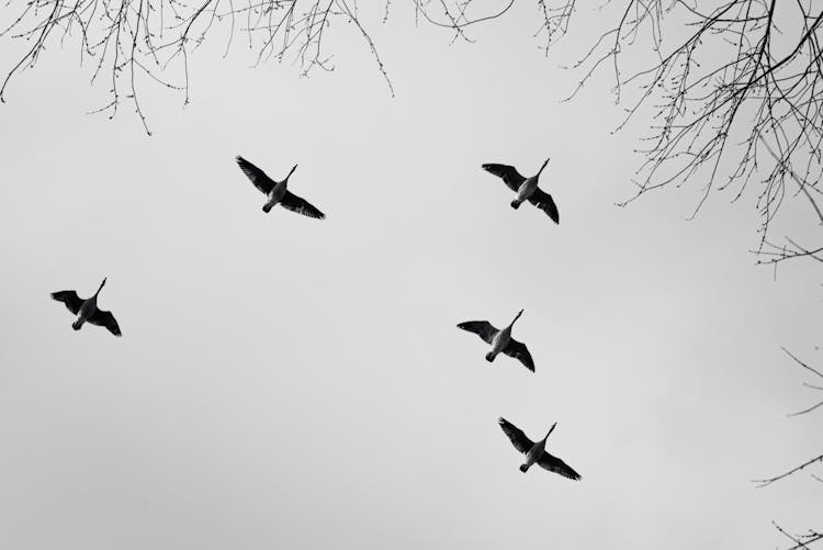 A Flock Of Birds Flying 