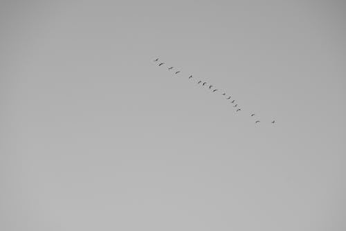 Flock of Birds Flying Under White Sky