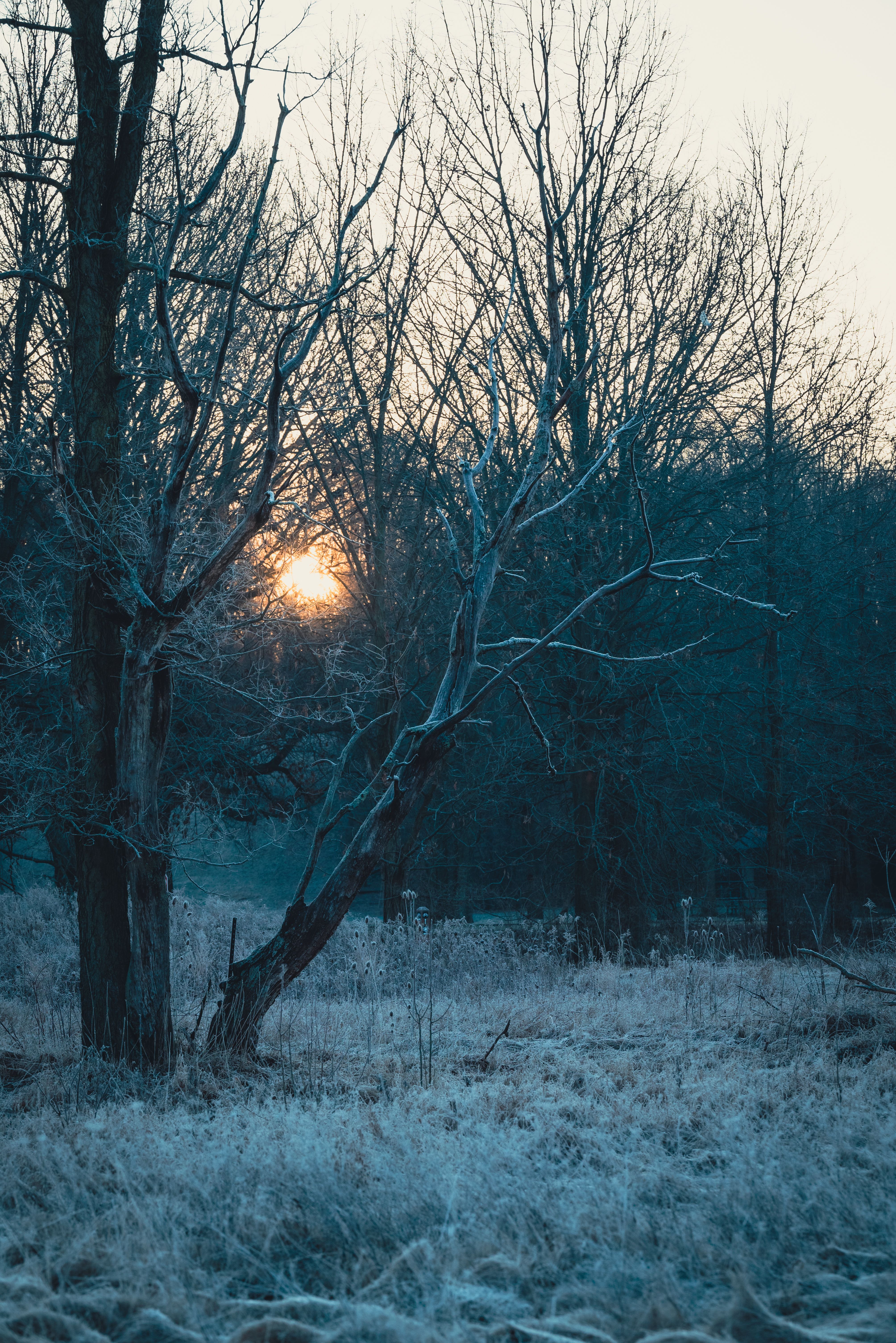 Bare Trees on the Ground During Sunset · Free Stock Photo