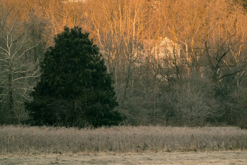 Green Trees near Brown Grass