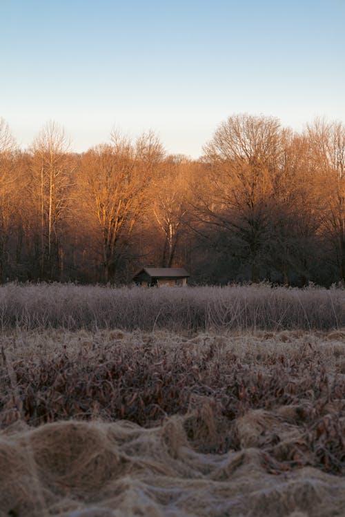 Shack between Bare Trees