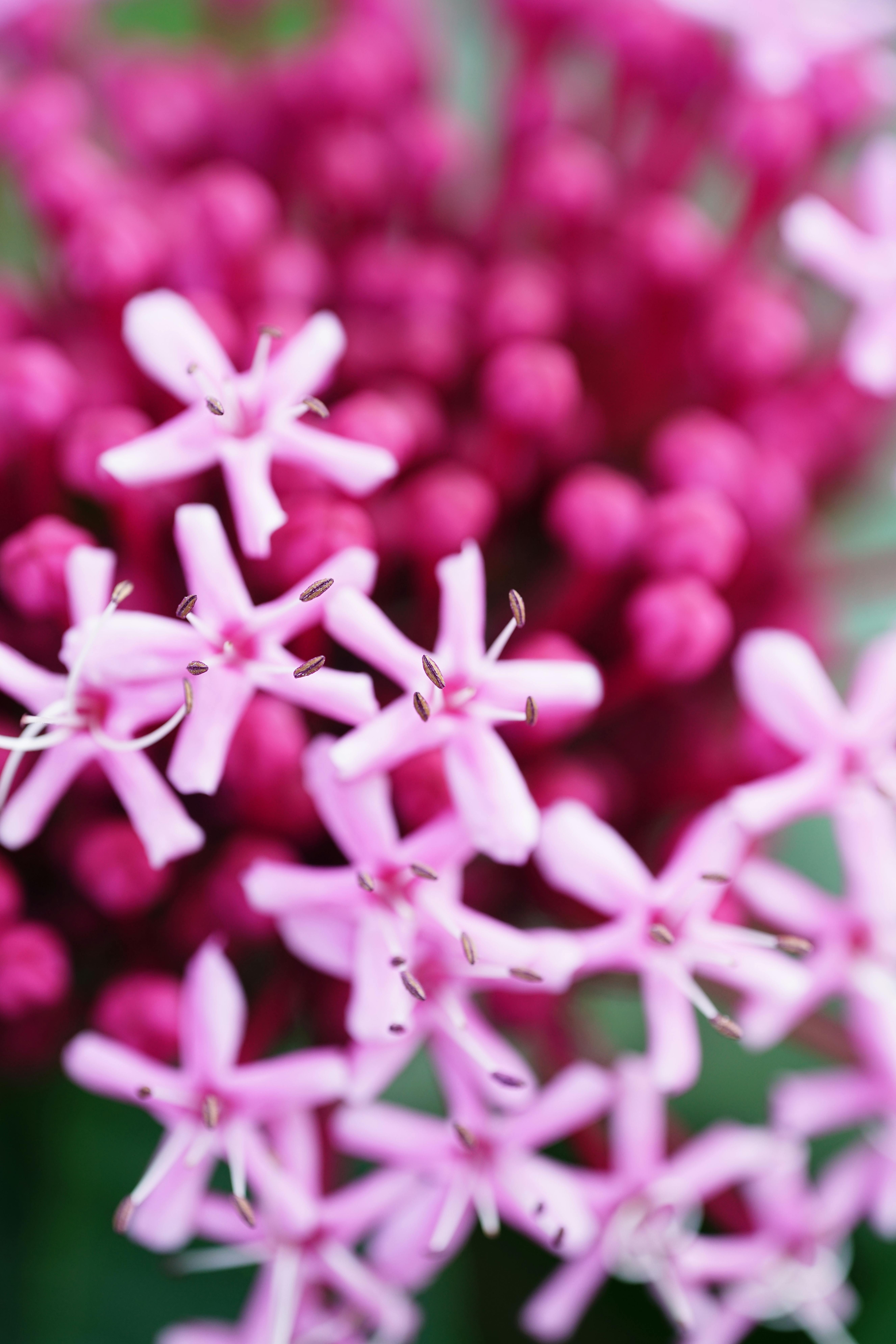 grey and blue roshes