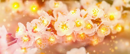 Free beautiful flowers panoramic background wallpaper image Stock Photo