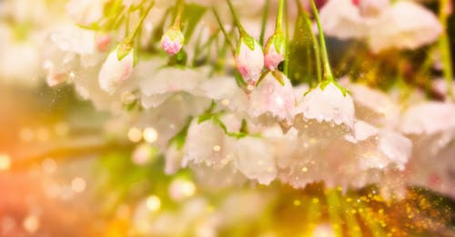 Flowers toned on sun background . Spring floral field