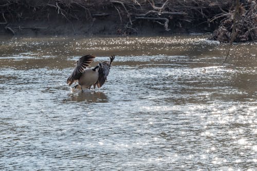 Goose Flapping its Wings 