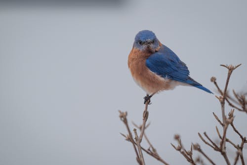 A Blue and Brown Bird Perched on a Twig