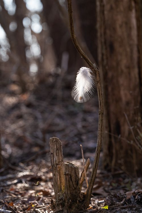 Free Soft feather delicately hangs from a branch in a tranquil forest setting. Stock Photo
