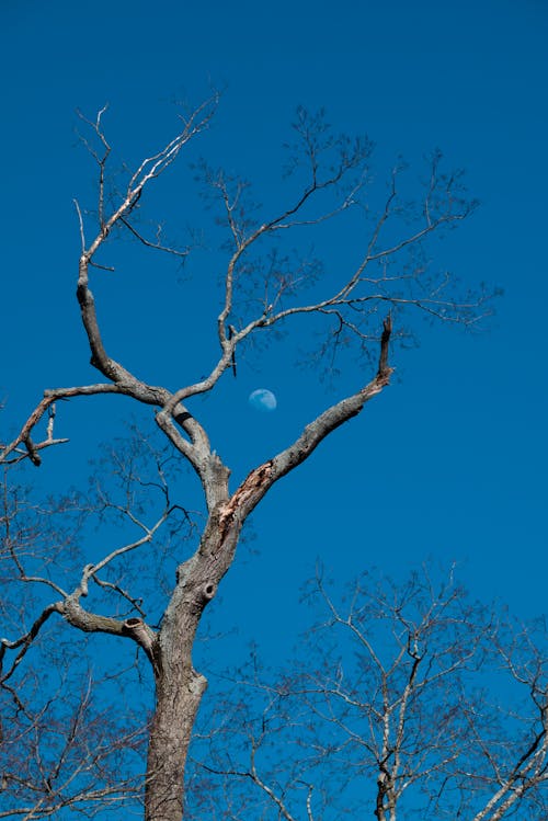 A Tall Leafless Tree under the Blue Sky