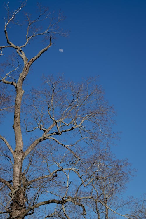 A Tall Leafless Tree under the Blue Sky