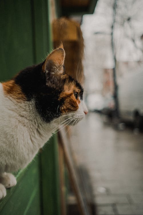 Základová fotografie zdarma na téma calico cat, detail, domácí mazlíček