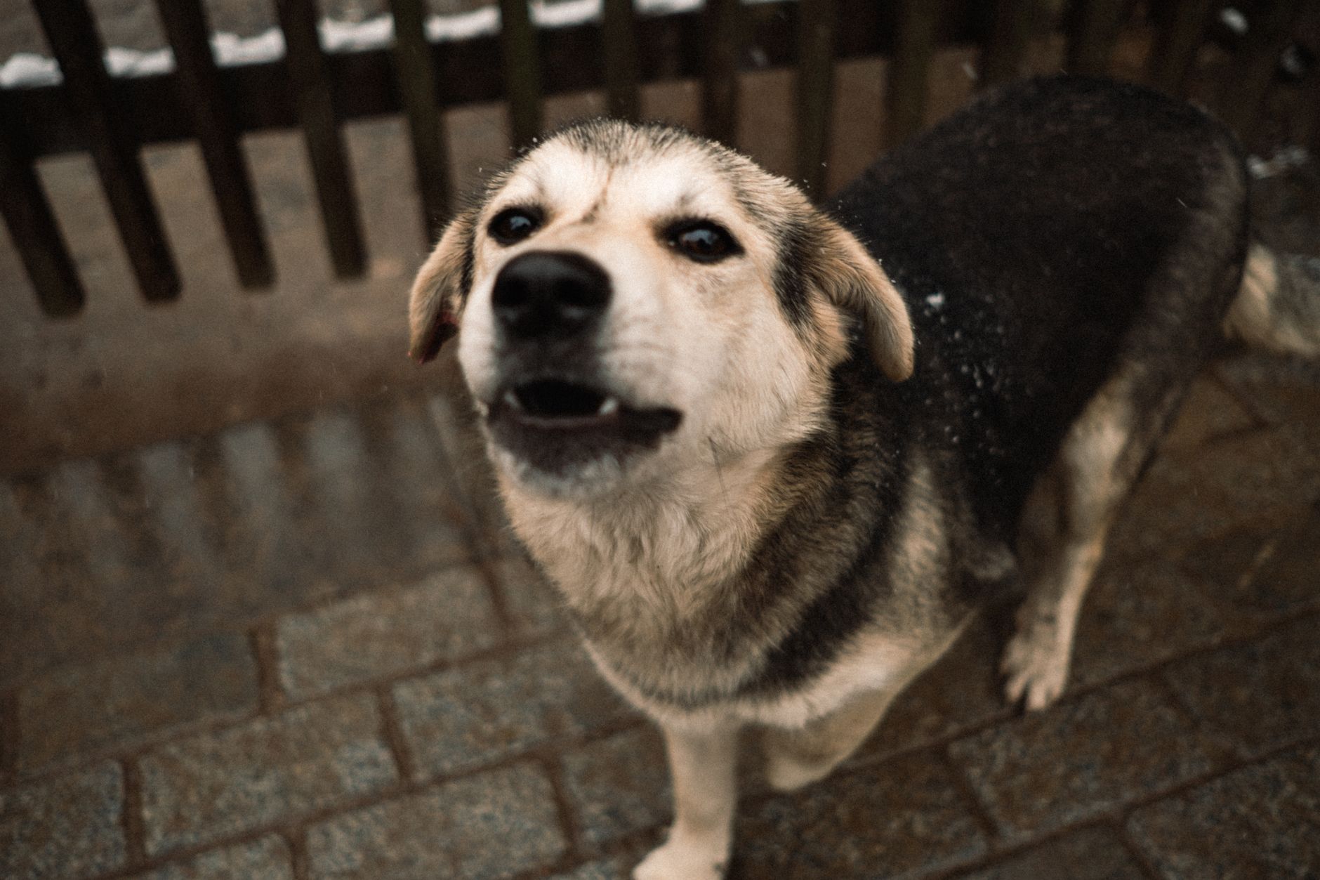 Portrait of a dog at a veterinary clinic