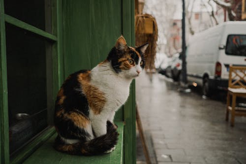 Základová fotografie zdarma na téma calico cat, detail, fotografování zvířat