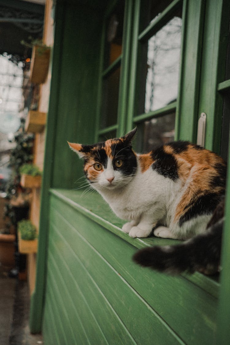 A Calico Cat On A Green Window Sill