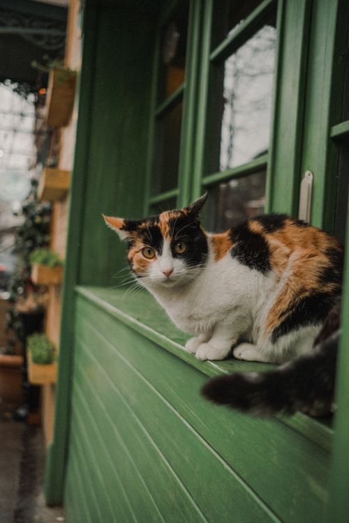Free Adorable calico cat perched on a green window sill, showcasing tranquil indoor ambiance. Stock Photo