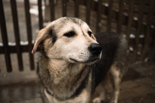 A Close-up Shot of a Black and White Short Coated Dog