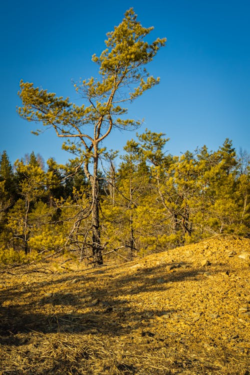 Darmowe zdjęcie z galerii z czyste niebo, drzewa, las