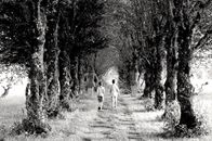 Backview of Children walking in an Unpaved Path between Trees