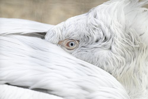 Free Close-Up Shot of White Pelican Stock Photo